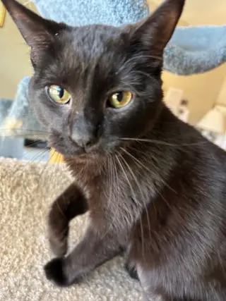 MINKY - Small Cat, Big Inspiration; PERFECT