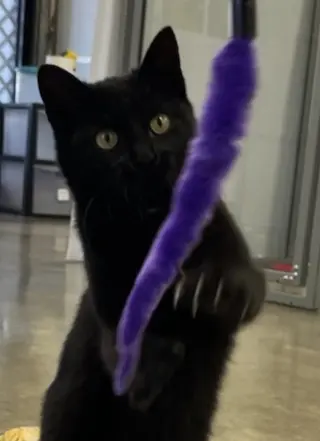 MINKY - Small Cat, Big Inspiration; PERFECT
