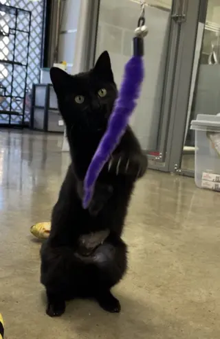 MINKY - Small Cat, Big Inspiration; PERFECT