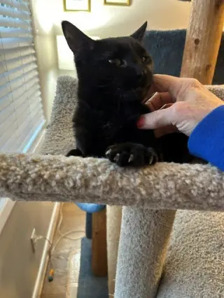 MINKY - Small Cat, Big Inspiration; PERFECT