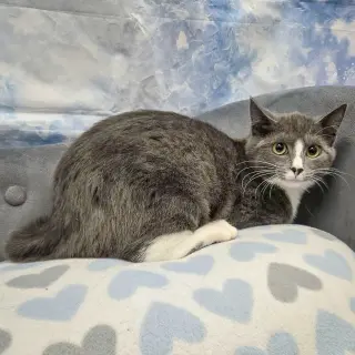 Pixel