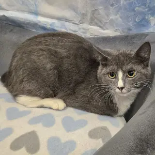 Pixel