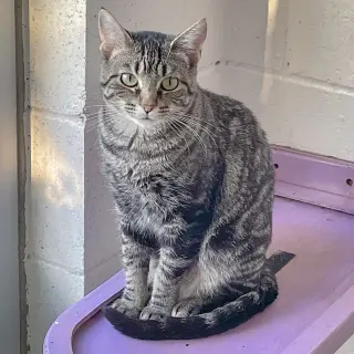 Bubbles