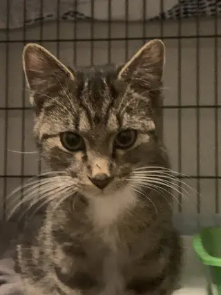 Leo