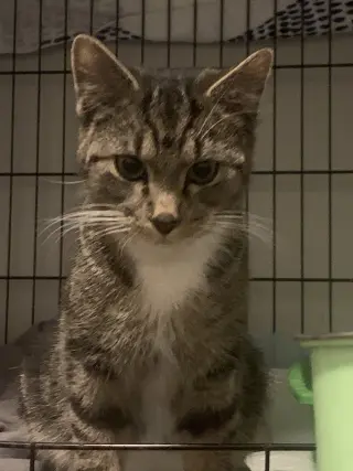 Leo