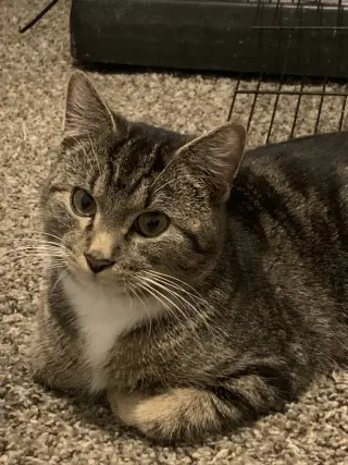 Leo