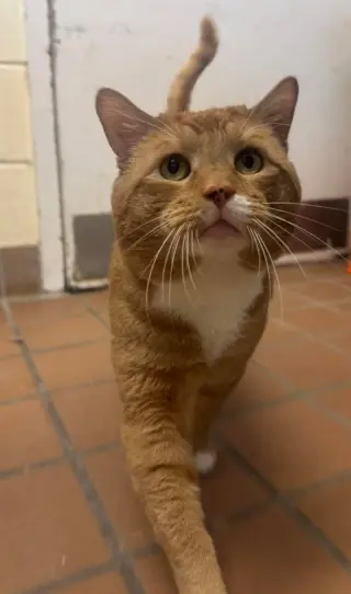 Archie