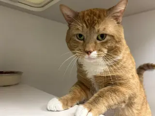 Archie