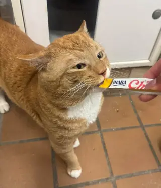 Archie