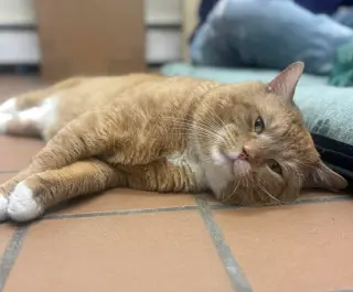 Archie