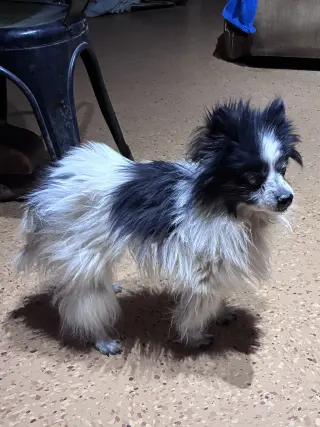 PomPom