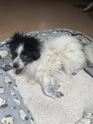 PomPom