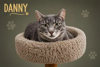 Danny (FCID# 02/05/2026 - 45 Trainer) C