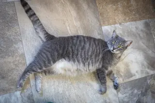Danny (FCID# 02/05/2026 - 45 Trainer) C