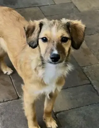 Nova