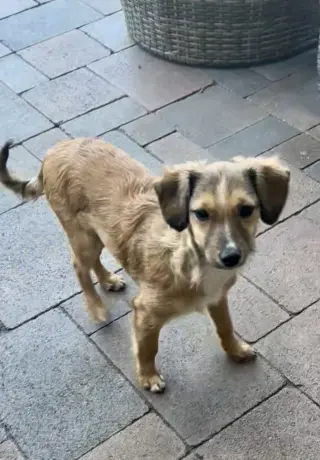Nova