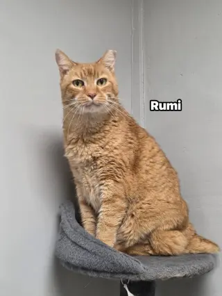 Rumi