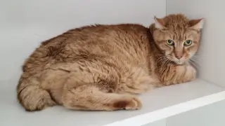 Rumi