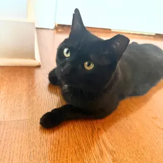 Shadow Void