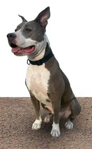 DARGO