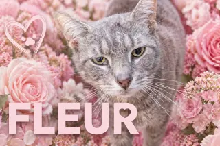Fleur (FCID# 02/05/2026 - 46 Trainer) C