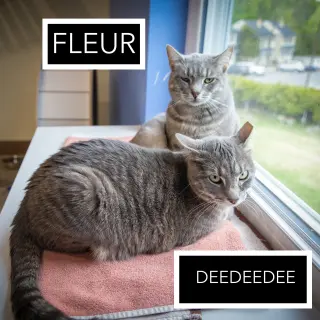 Fleur (FCID# 02/05/2026 - 46 Trainer) C