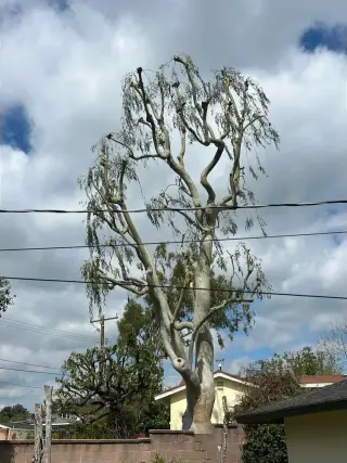 ¡No espere más para transformar su paisaje!