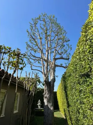¡No espere más para transformar su paisaje!