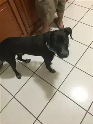Loyal Love