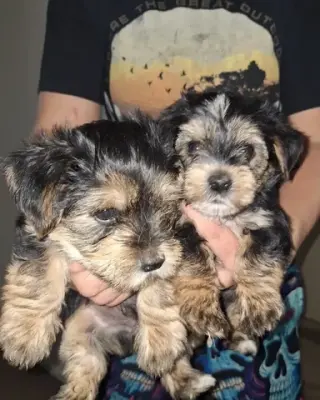 Adorables cachorros Yorkshire