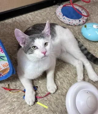 Whiskey