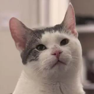 Whiskey