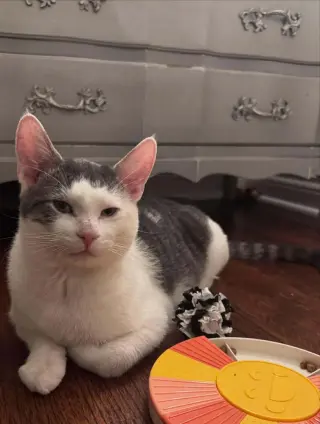 Whiskey