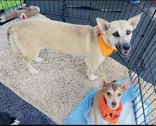 Indie (Harper from Devore)