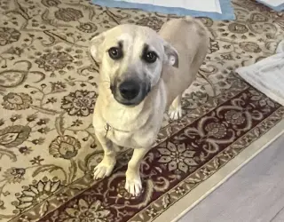 Indie (Harper from Devore)