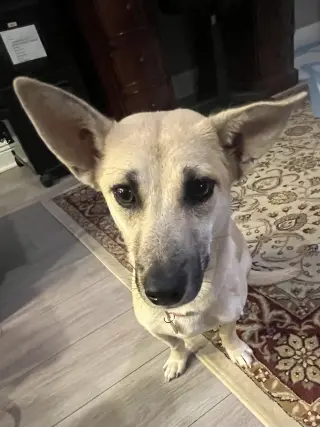 Indie (Harper from Devore)