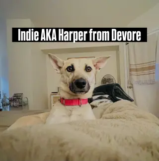 Indie (Harper from Devore)