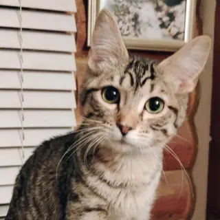 Mr. Bingley - AC Kitty!