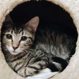 Mr. Bennet - AC Kitty!