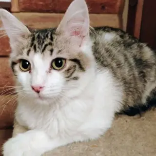 Mr. Darcy - AC Kitty!
