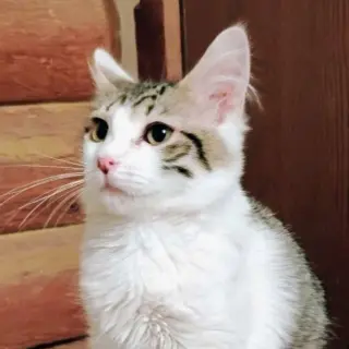 Mr. Darcy - AC Kitty!