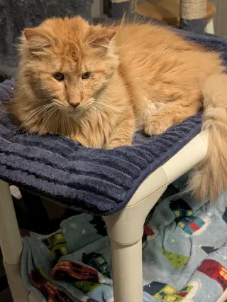 Charles