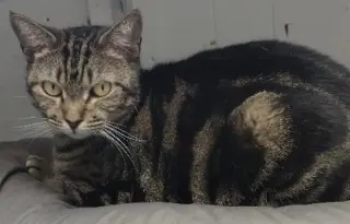 Julie - cat room