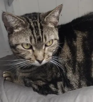 Julie - cat room