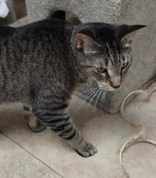 Julie - cat room