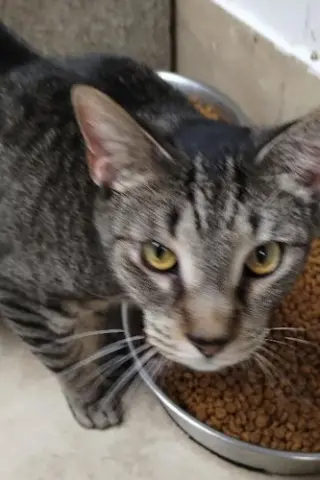 Julie - cat room