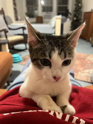SWEETPEA