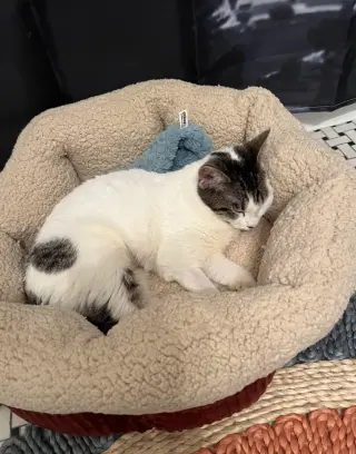 SWEETPEA