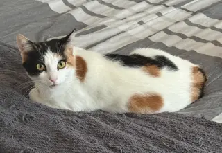 Minky