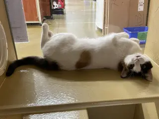 Minky